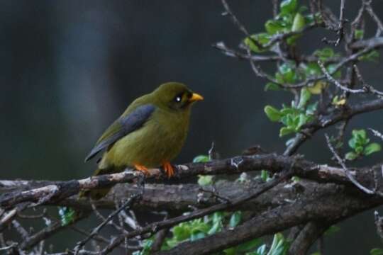 Image of Bell Miner