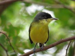 Image of Common Tody-Flycatcher