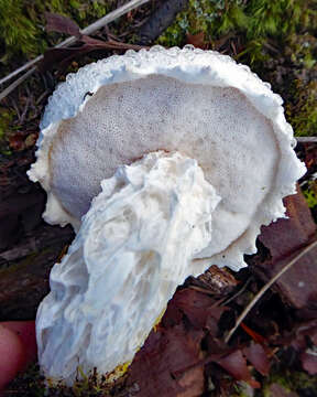 Image of snowy bolete