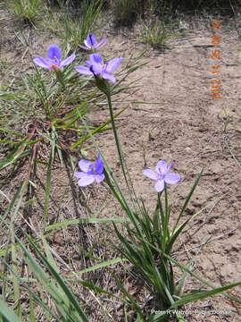 Image of Aristea abyssinica Pax