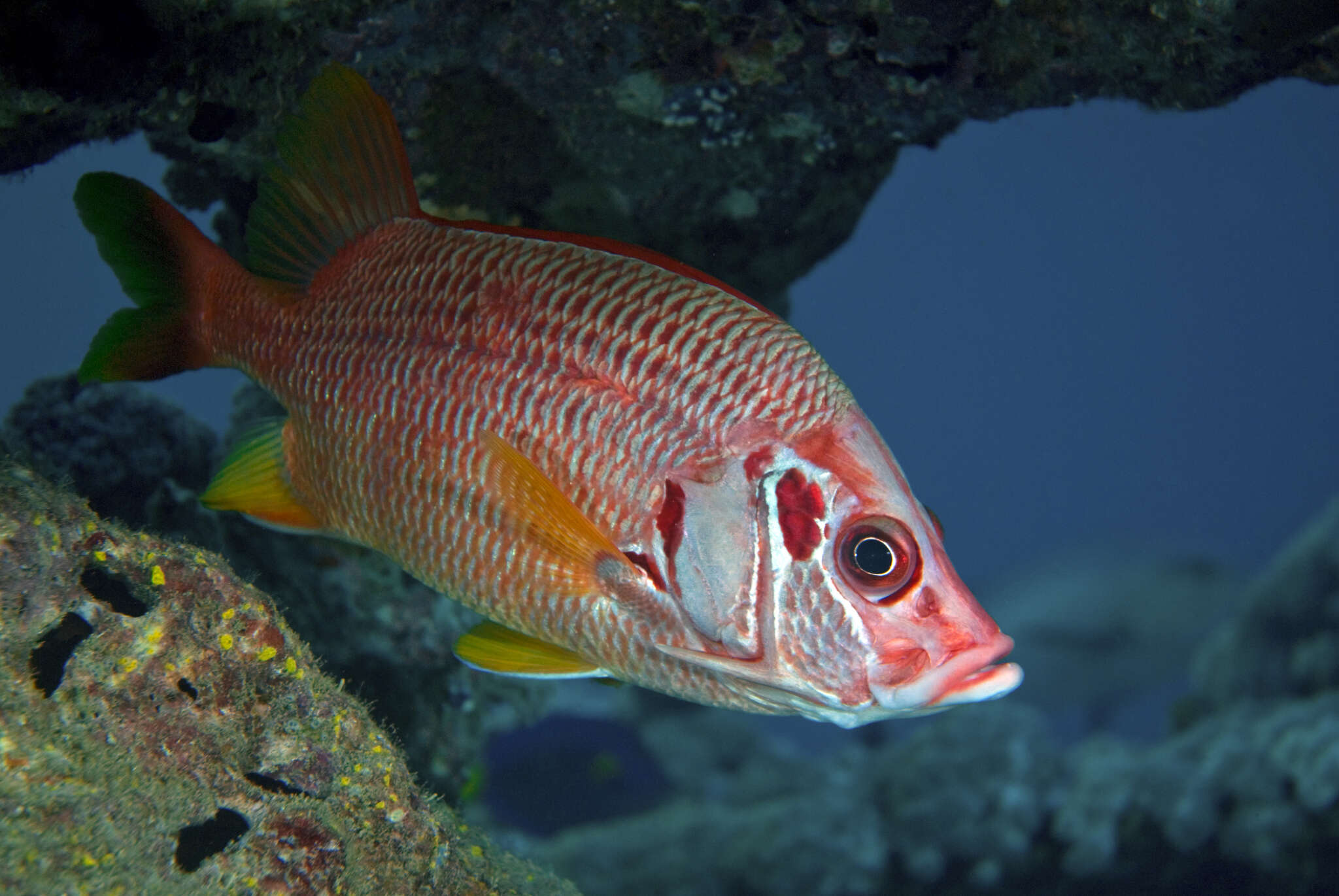 Image of Sabre squirrelfish