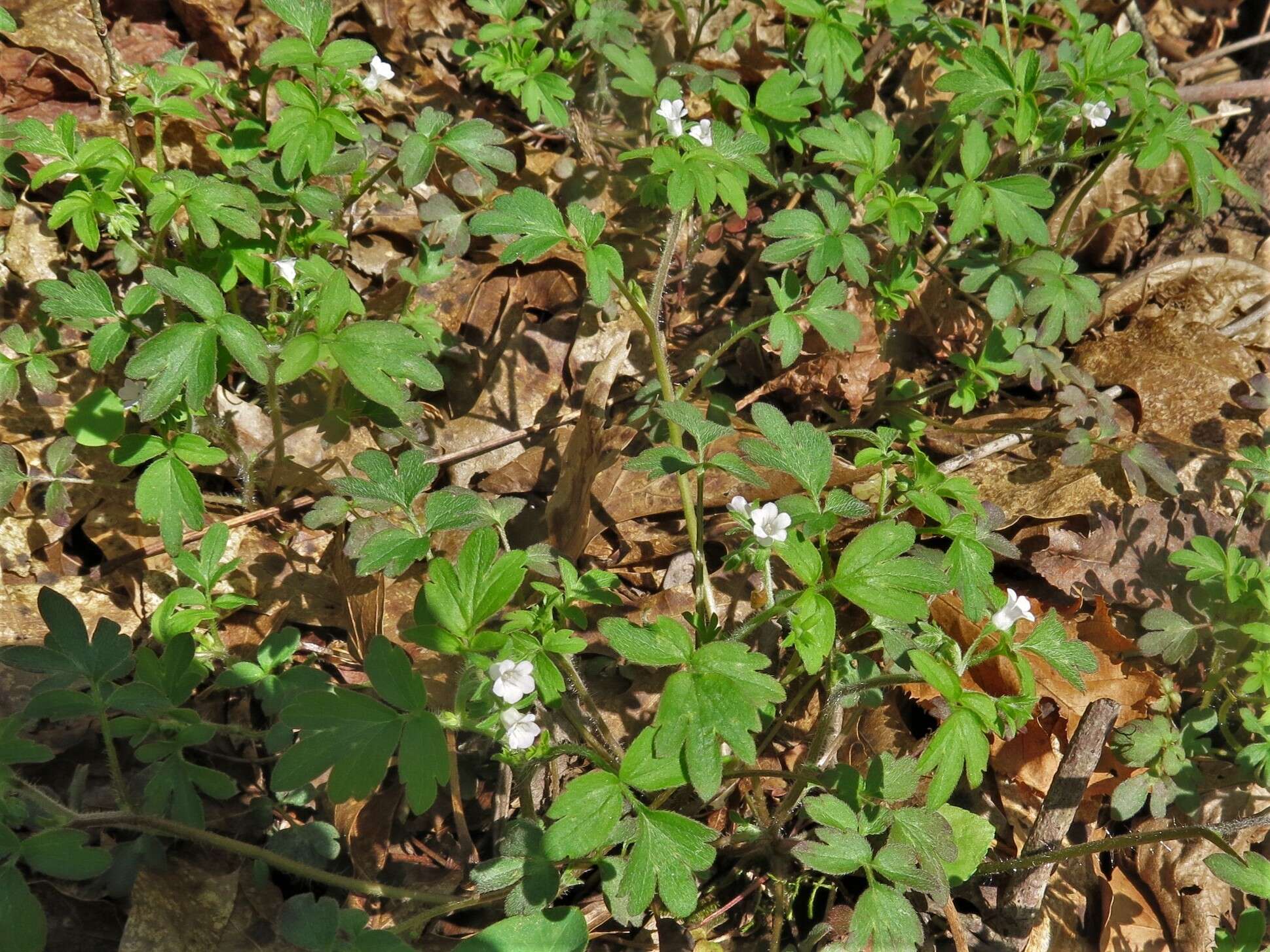 Image of oceanblue phacelia