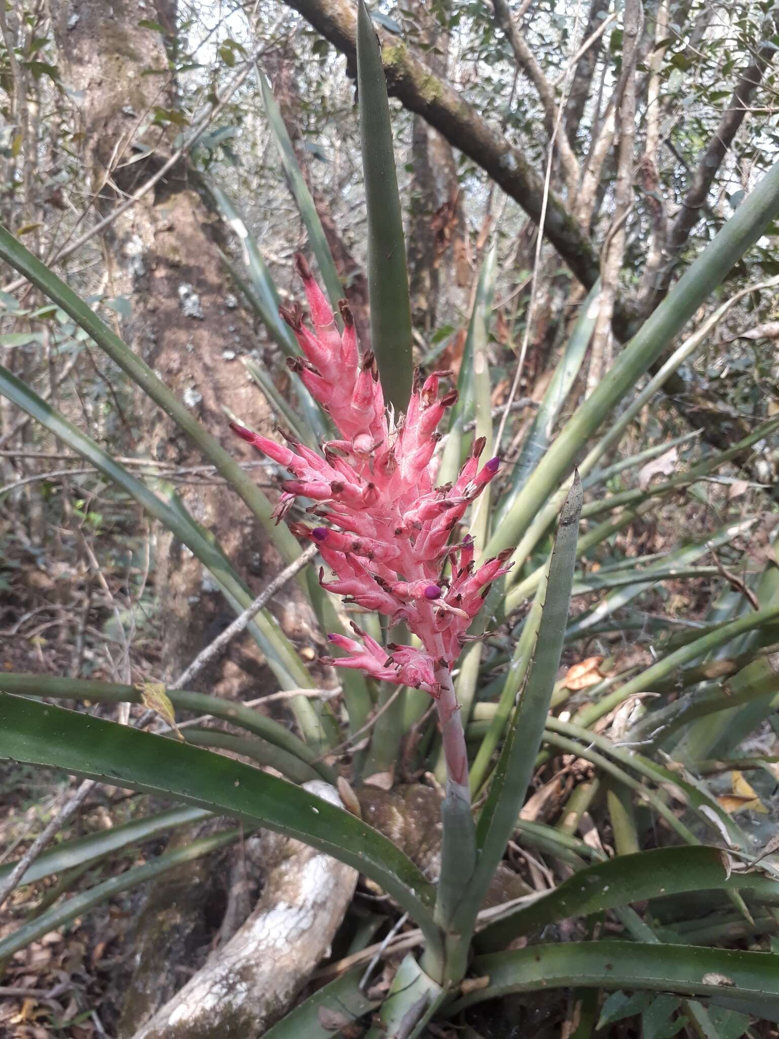 Imagem de Aechmea distichantha Lem.