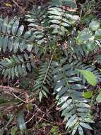 Image of Ailanthus triphysa (Dennst.) Alston