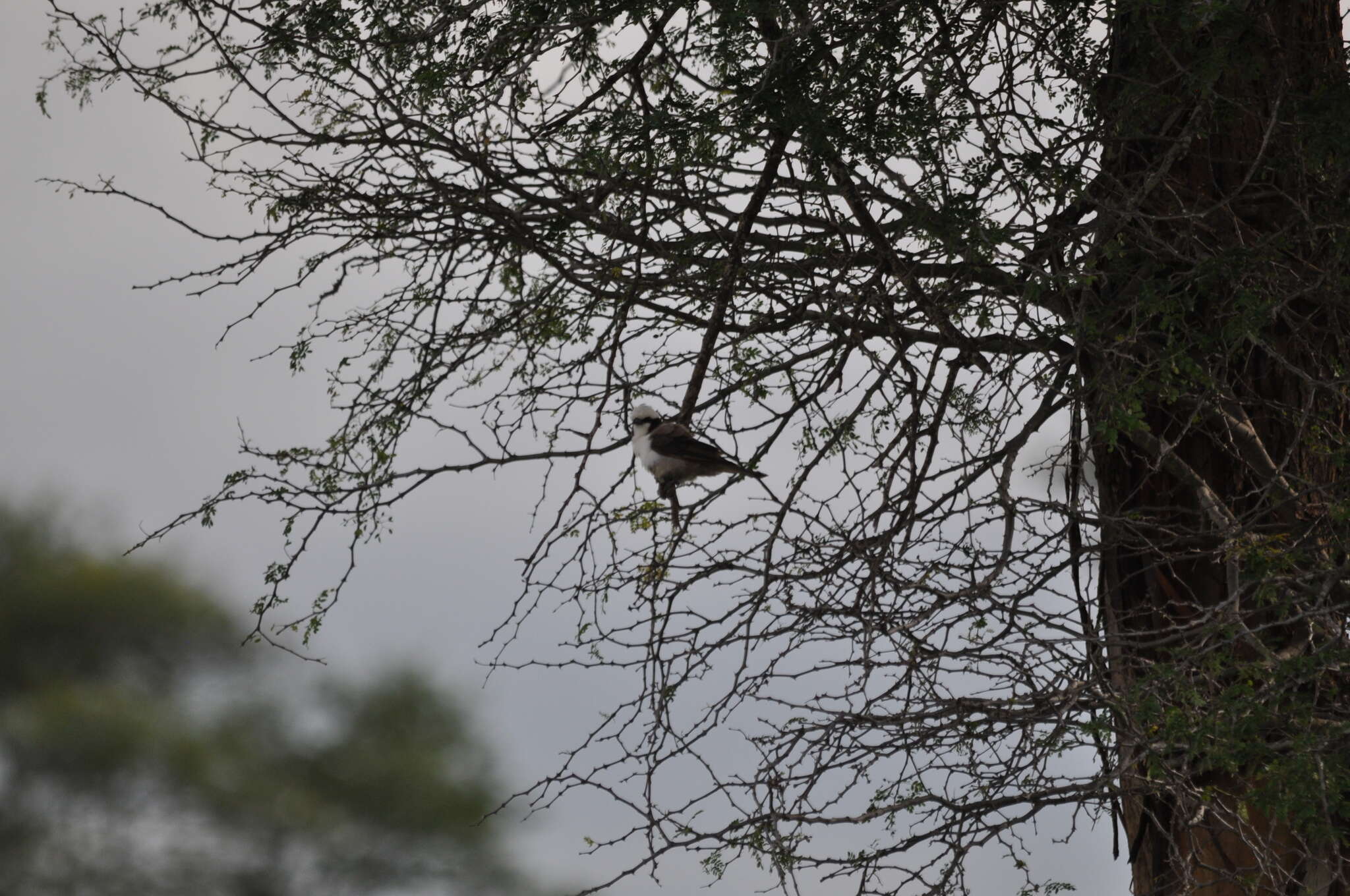 Image of Southern White-crowned Shrike