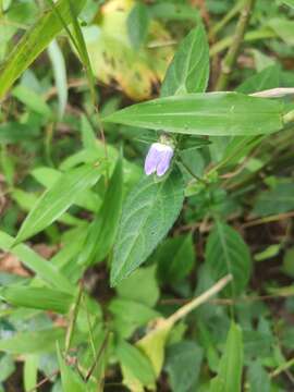 Cynarospermum asperrimum (Nees) K. Vollesen resmi