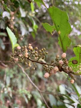 Image of <i>Maesa perlaria</i> var. <i>formosana</i>