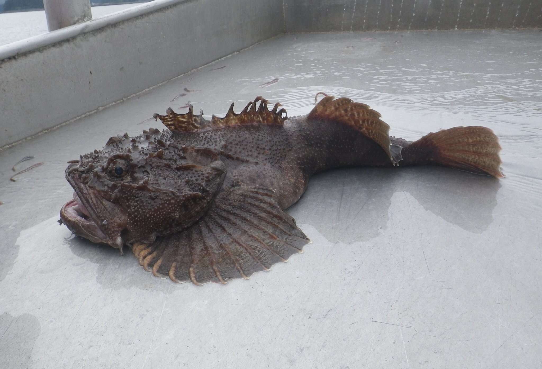 Image of Bigmouth sculpin