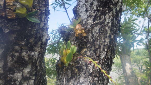 Image de Bulbophyllum histrionicum Rchb. fil. ex G. A. Fisch. & P. J. Cribb