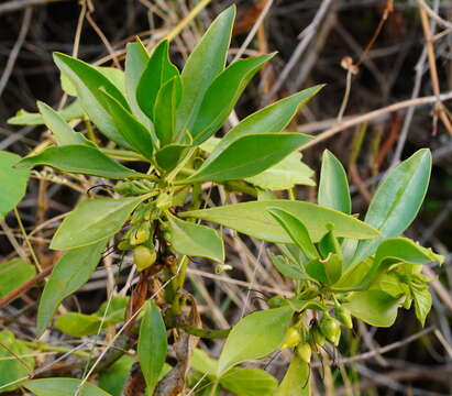 Sivun Bontia bontioides (A. Gray) L. V. Aver'yanov kuva