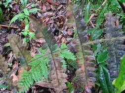 Image of Blotiella lindeniana (Hook.) R. Tryon