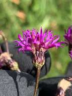 Plancia ëd Vernonia texana (A. Gray) Small