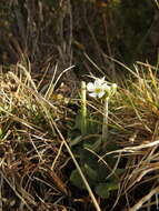 Image of Primula magellanica Lehm.