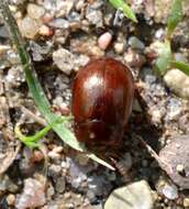 Image of Brown mint leaf beetle