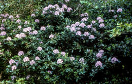 Imagem de Rhododendron ponticum subsp. baeticum (Boiss. & Reuter) Hand.-Mazz.