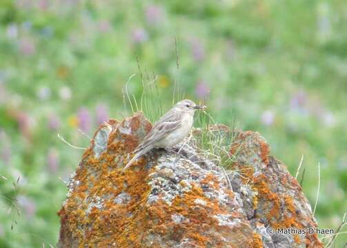 Anthus spinoletta (Linnaeus 1758) resmi