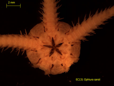 Image of <i>Ophiura sarsii</i> Lütken 1855