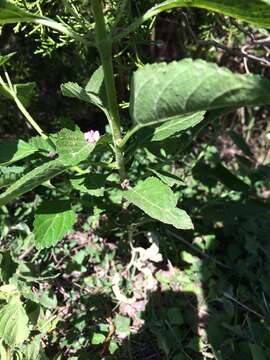 Sivun Lantana strigocamara R. W. Sanders kuva