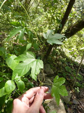 Passiflora adenopoda resmi