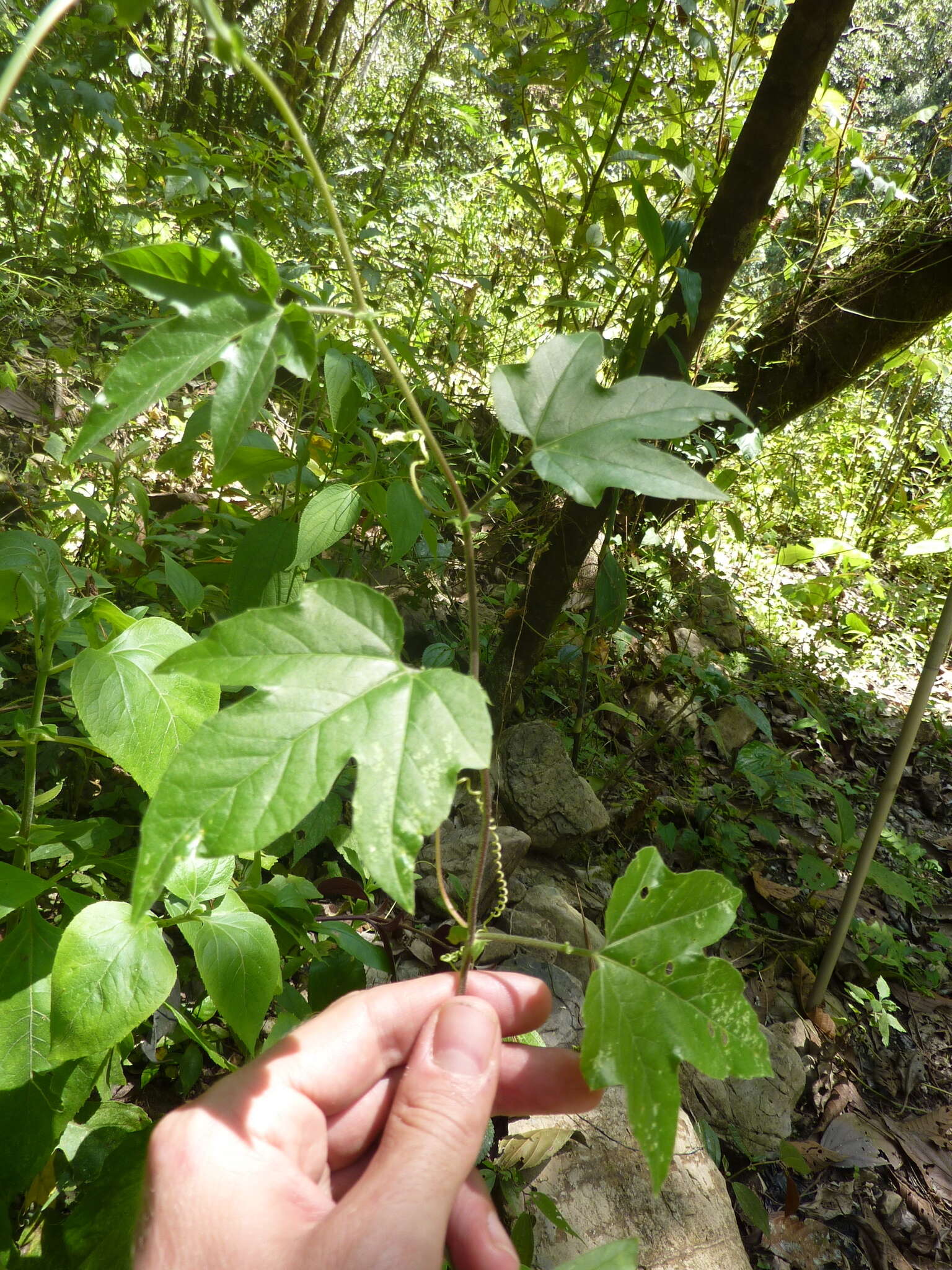 Image of Passiflora adenopoda