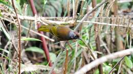 Image of Malayan Laughingthrush