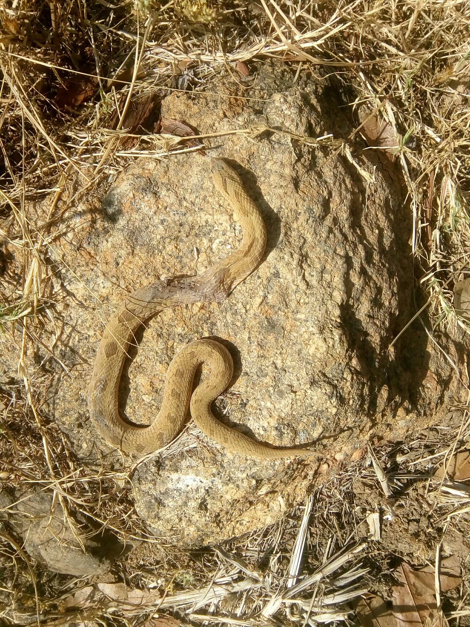 Image of Spotted Night Adder