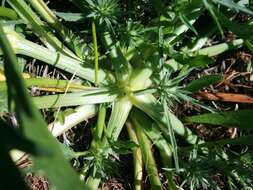 Image de Eryngium aristulatum subsp. aristulatum