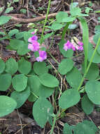 Imagem de Lathyrus nevadensis S. Watson