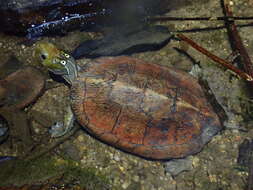 Image of Beale's Eyed Turtle