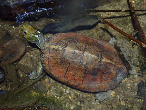 Image of Beale's Eyed Turtle