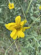 Image of little sunflower