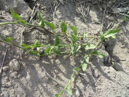 Image of Mexican Flame Vine