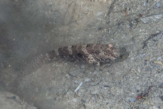 Image of Target shrimp goby