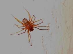 Image of Spitting spider