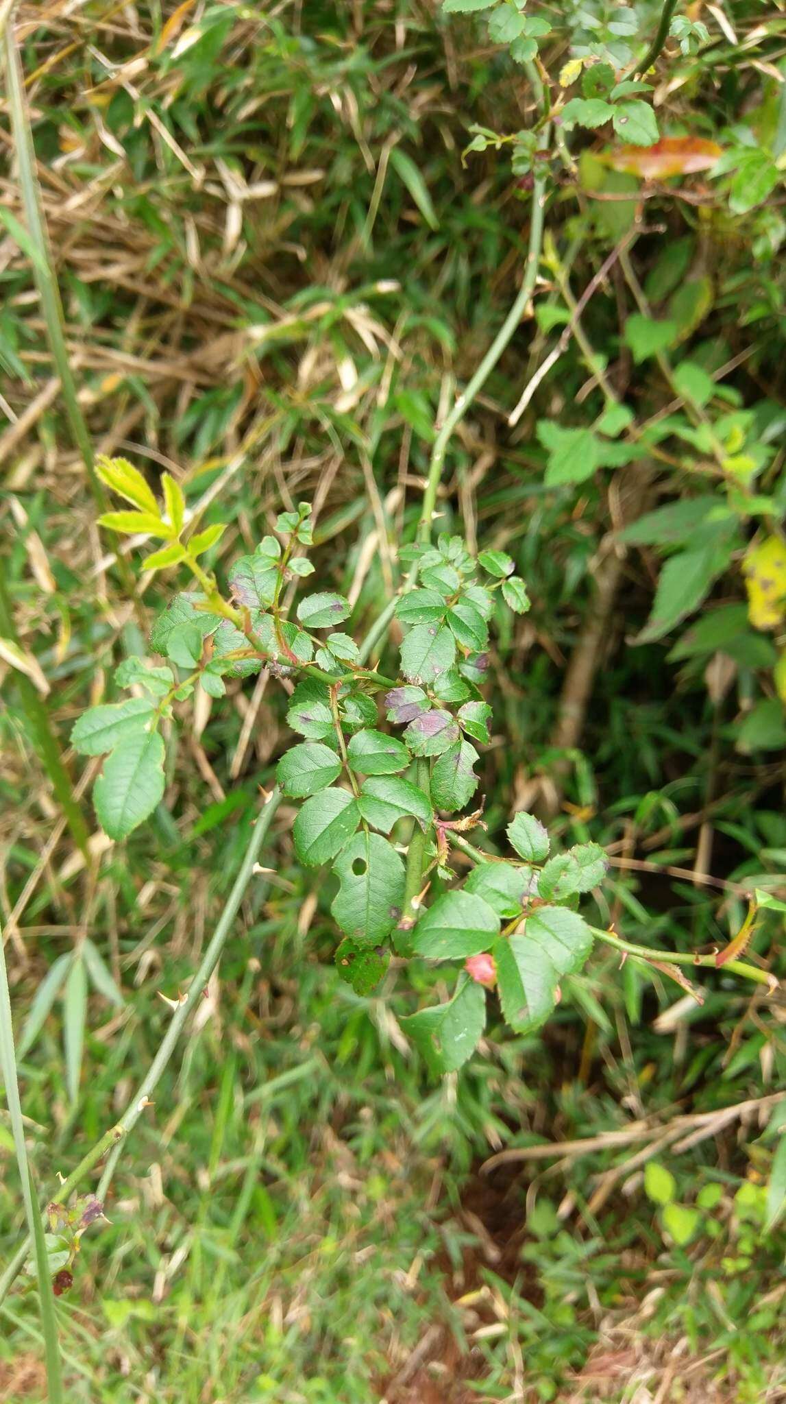 صورة Rosa transmorrisonensis Hayata