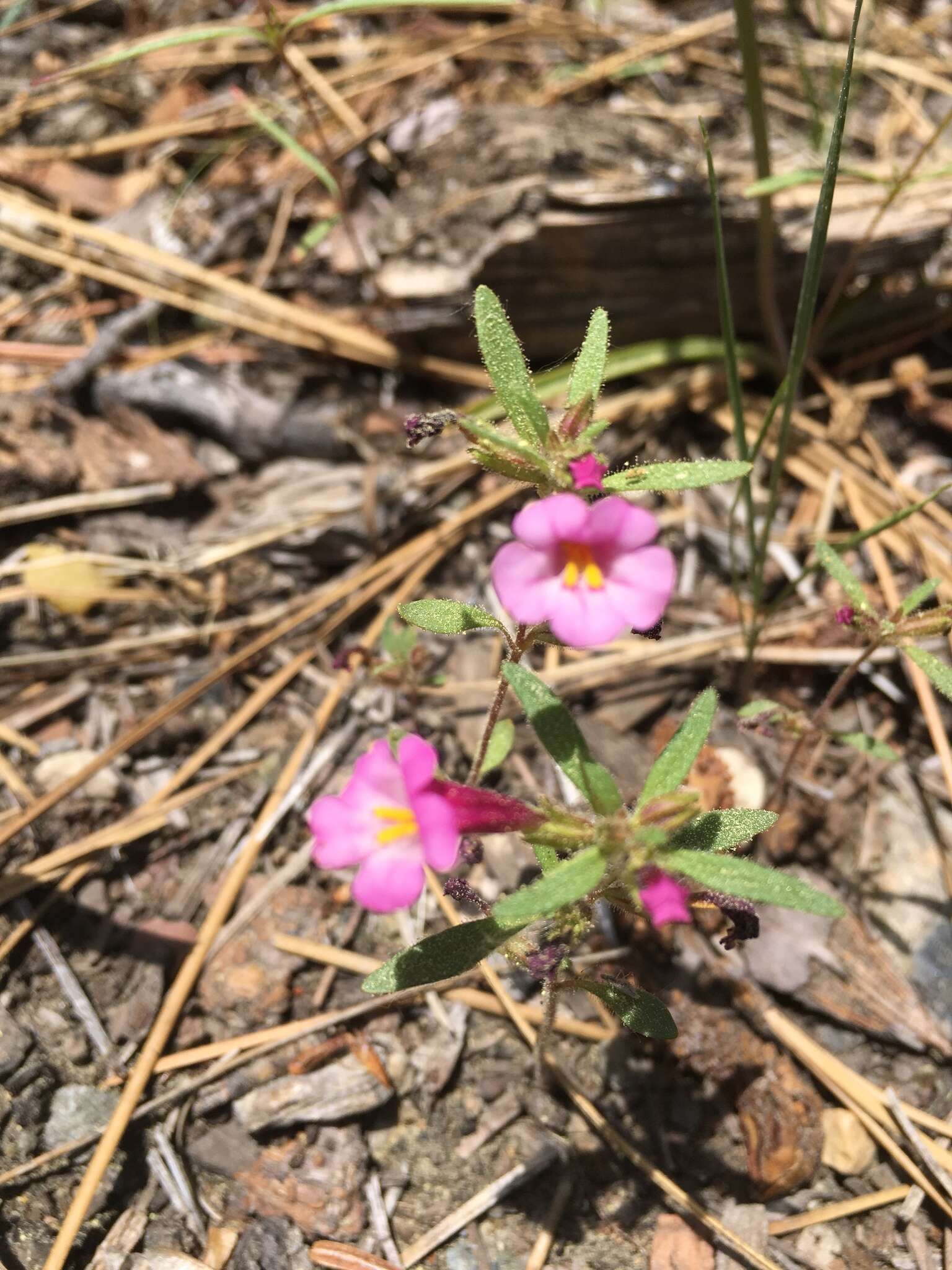 Image of Torrey's monkeyflower