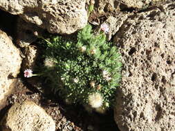 Imagem de Tetramolopium humile subsp. haleakalae T. K. Lowrey