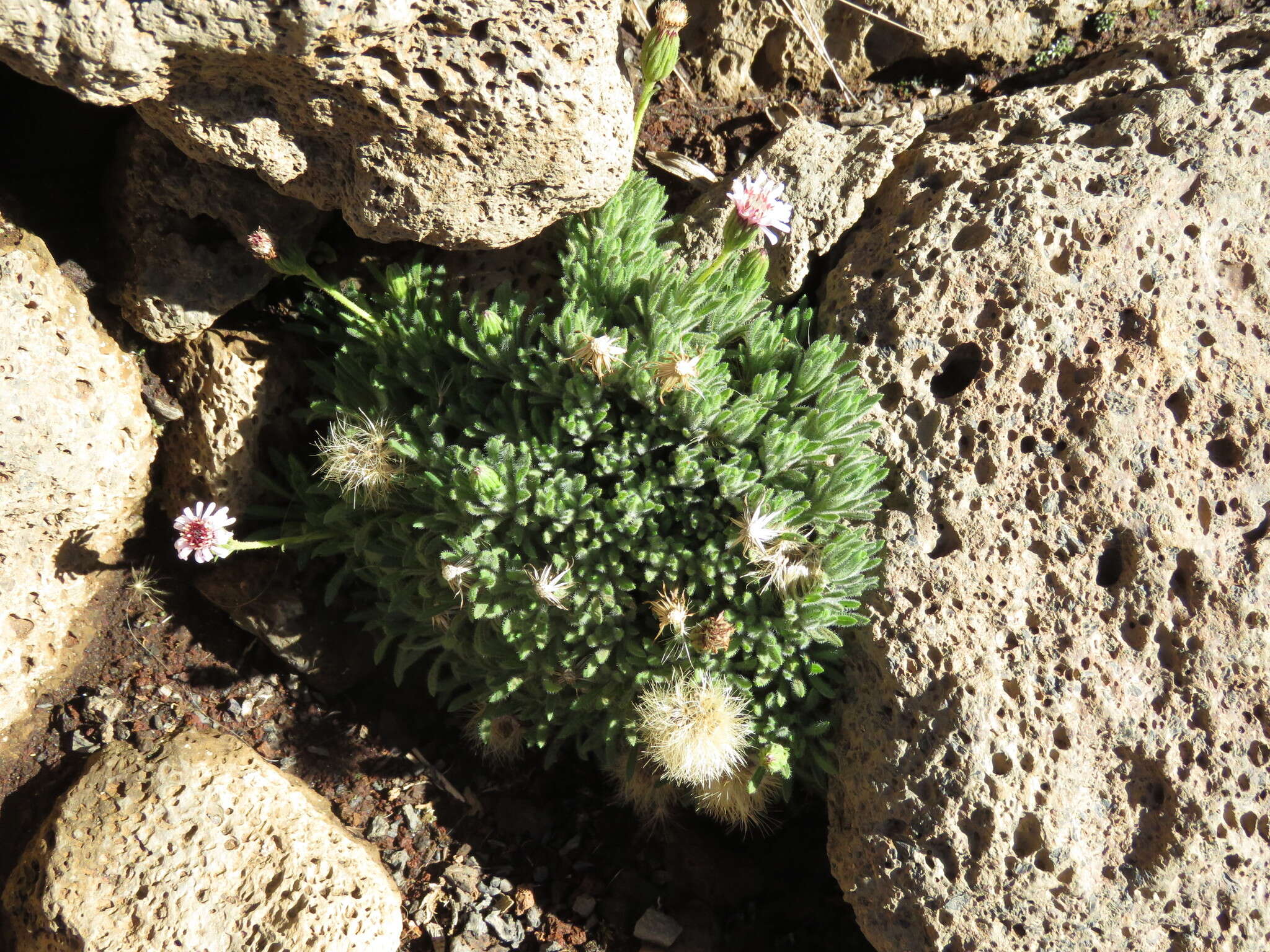 Plancia ëd Tetramolopium humile subsp. haleakalae T. K. Lowrey