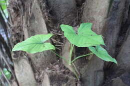 Image of Syngonium sagittatum G. S. Bunting