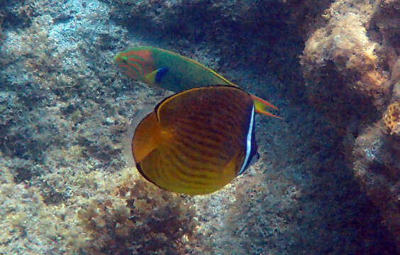 Image of Golden Butterflyfish