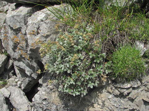 Слика од Potentilla oweriniana Rupr. ex Boiss.