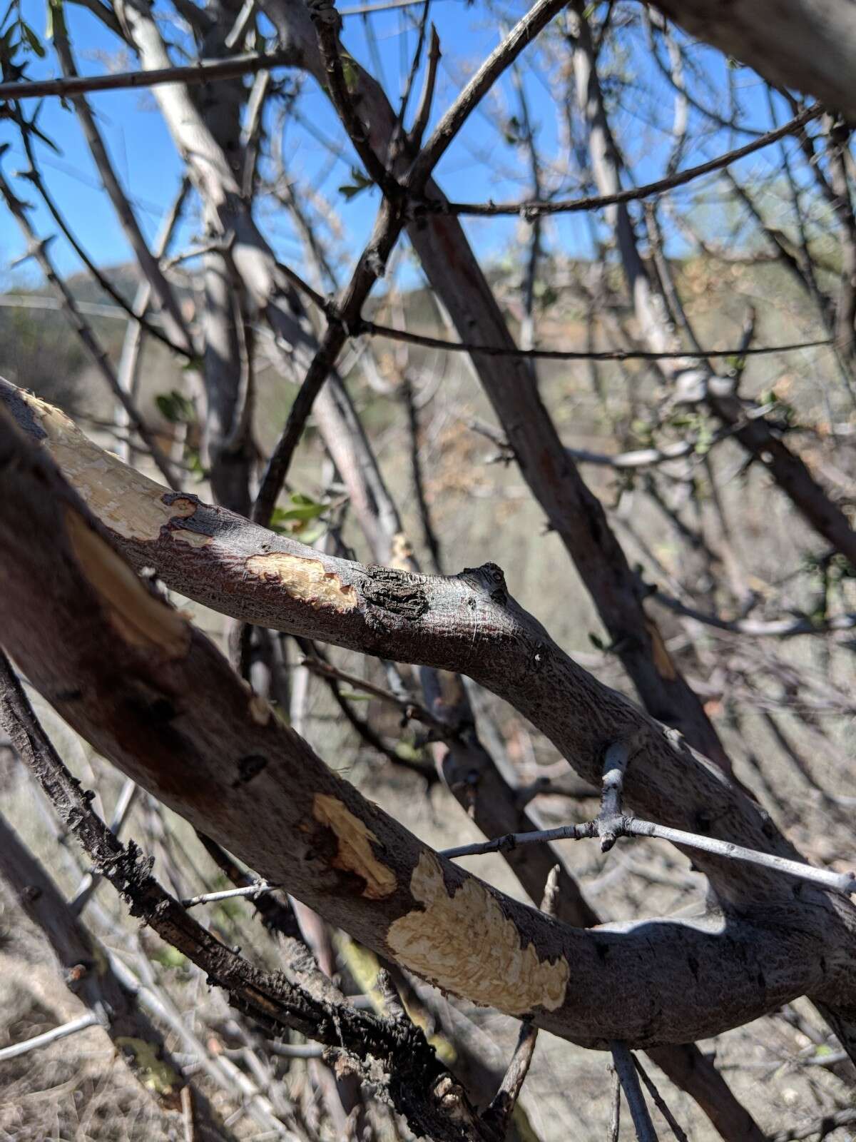 Image of Big-eared Woodrat