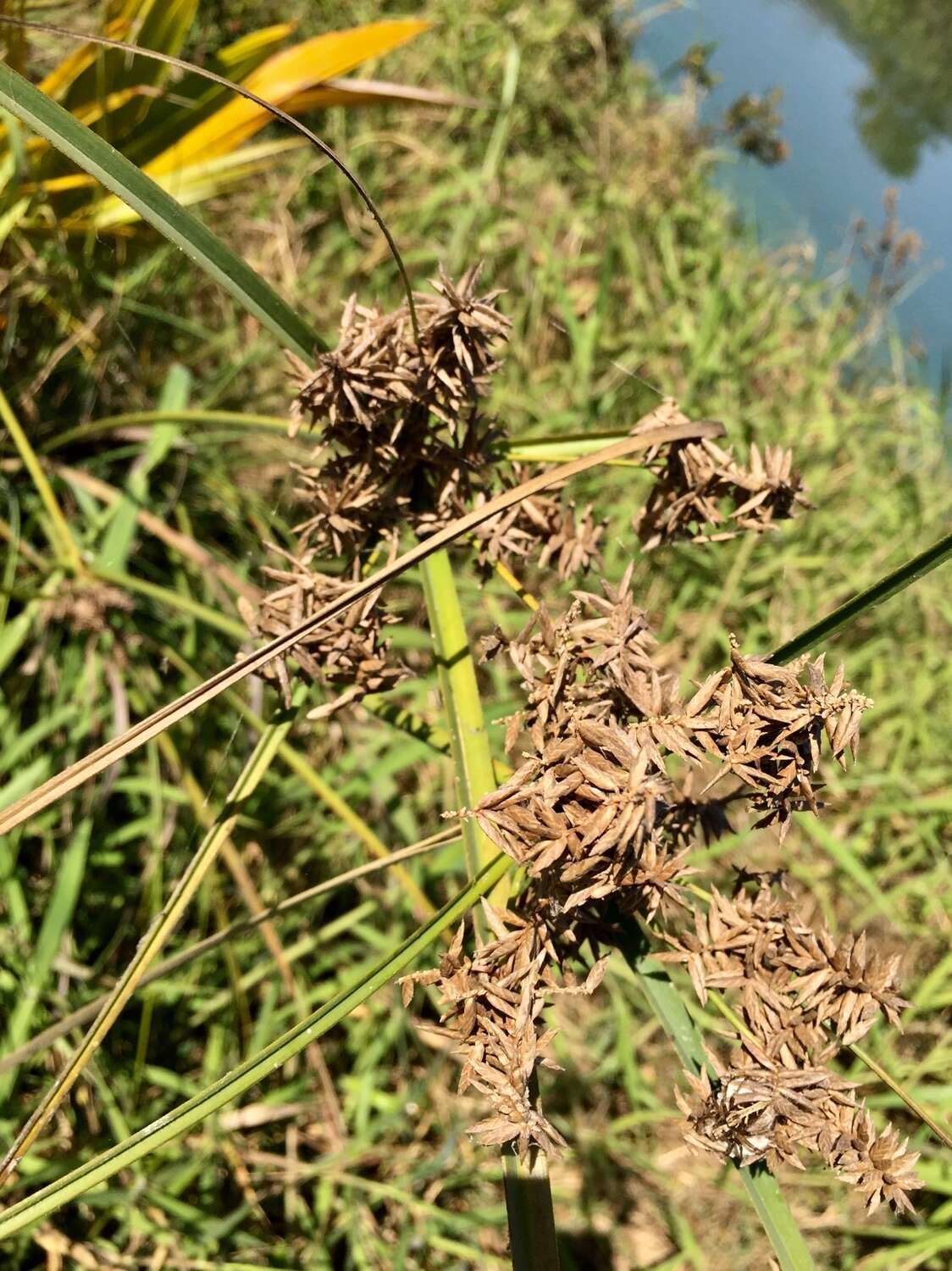 Sivun Cyperus alternifolius L. kuva