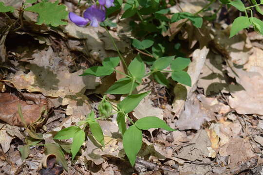 Imagem de Lathyrus laxiflorus (Desf.) Kuntze