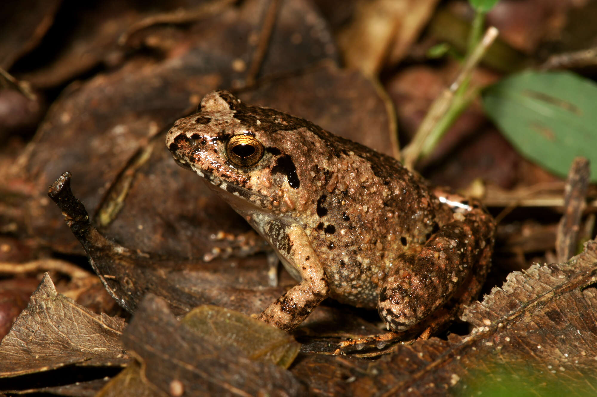 Arthroleptis poecilonotus Peters 1863的圖片