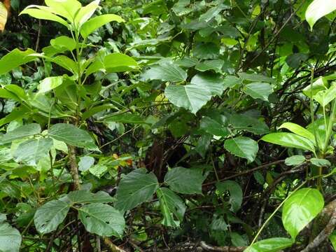 Image of Mucuna holtonii (Kuntze) Moldenke