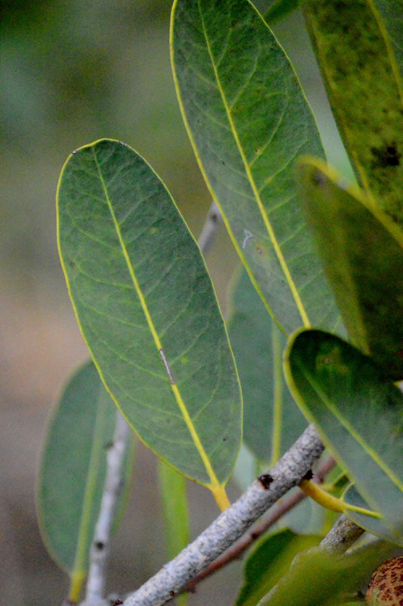 Image of Salacia crassifolia (Mart.) G. Don
