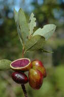 Image of Cryptocarya aristata Kosterm.