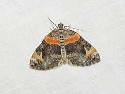 Image of Orange-barred Carpet