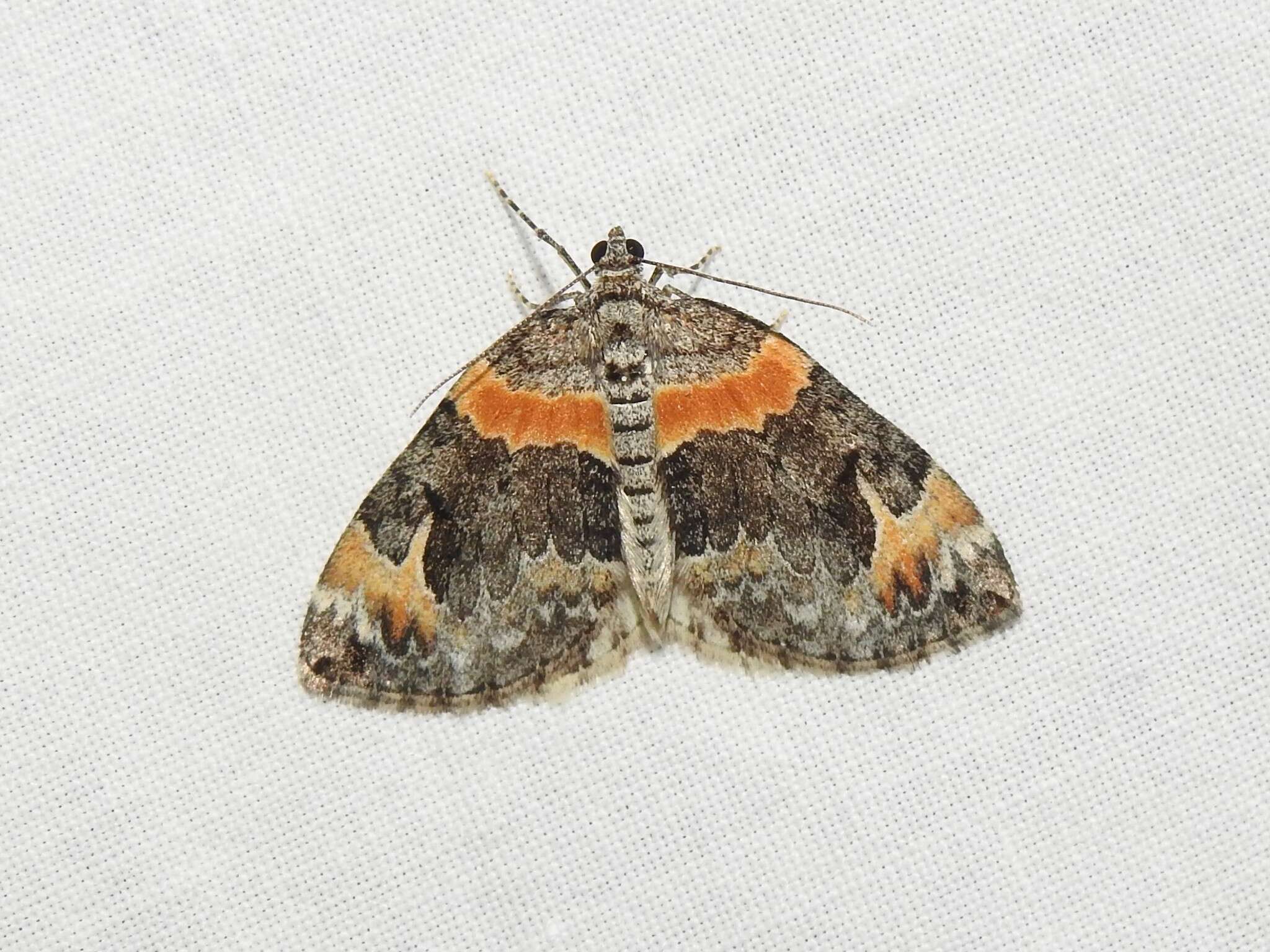 Image of Orange-barred Carpet